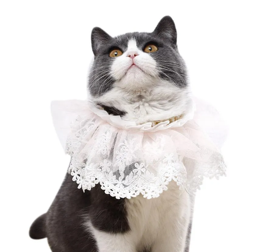 Lace Cat Bandana