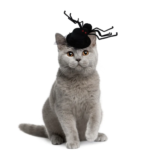 Halloween Spider Hat For Cats