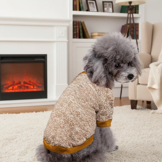 Winter Pet Sweater Outfit